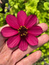 Floarea cu parfum de ciocolată - Cosmos atrosanguineus 'Cherry Chocolate' - DocaPerene