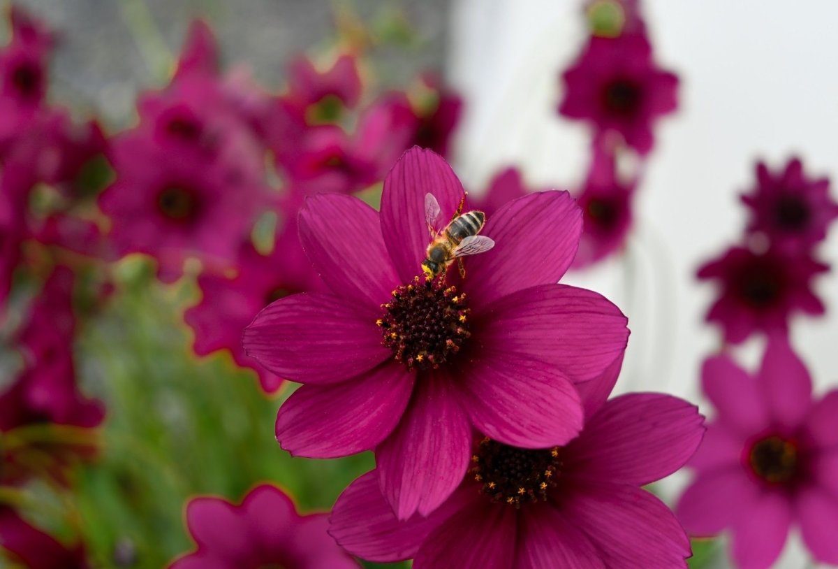 Floarea cu parfum de ciocolată - Cosmos atrosanguineus 'Cherry Chocolate' - DocaPerene