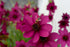 Floarea cu parfum de ciocolată - Cosmos atrosanguineus 'Cherry Chocolate' - DocaPerene