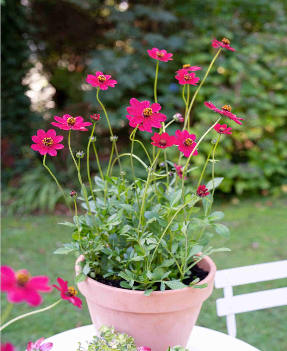 Floarea cu parfum de ciocolată - Cosmos atrosanguineus 'Cherry Chocolate' - DocaPerene