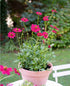 Floarea cu parfum de ciocolată - Cosmos atrosanguineus 'Cherry Chocolate' - DocaPerene