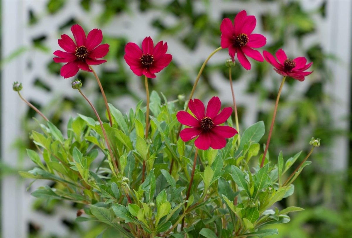 Floarea cu parfum de ciocolată - Cosmos atrosanguineus 'Cherry Chocolate' - DocaPerene