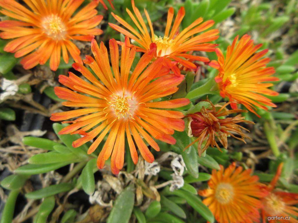 Floarea de cristal - Delosperma cooperi Delmara Orange - DocaPerene