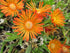 Floarea de cristal - Delosperma cooperi Delmara Orange - DocaPerene