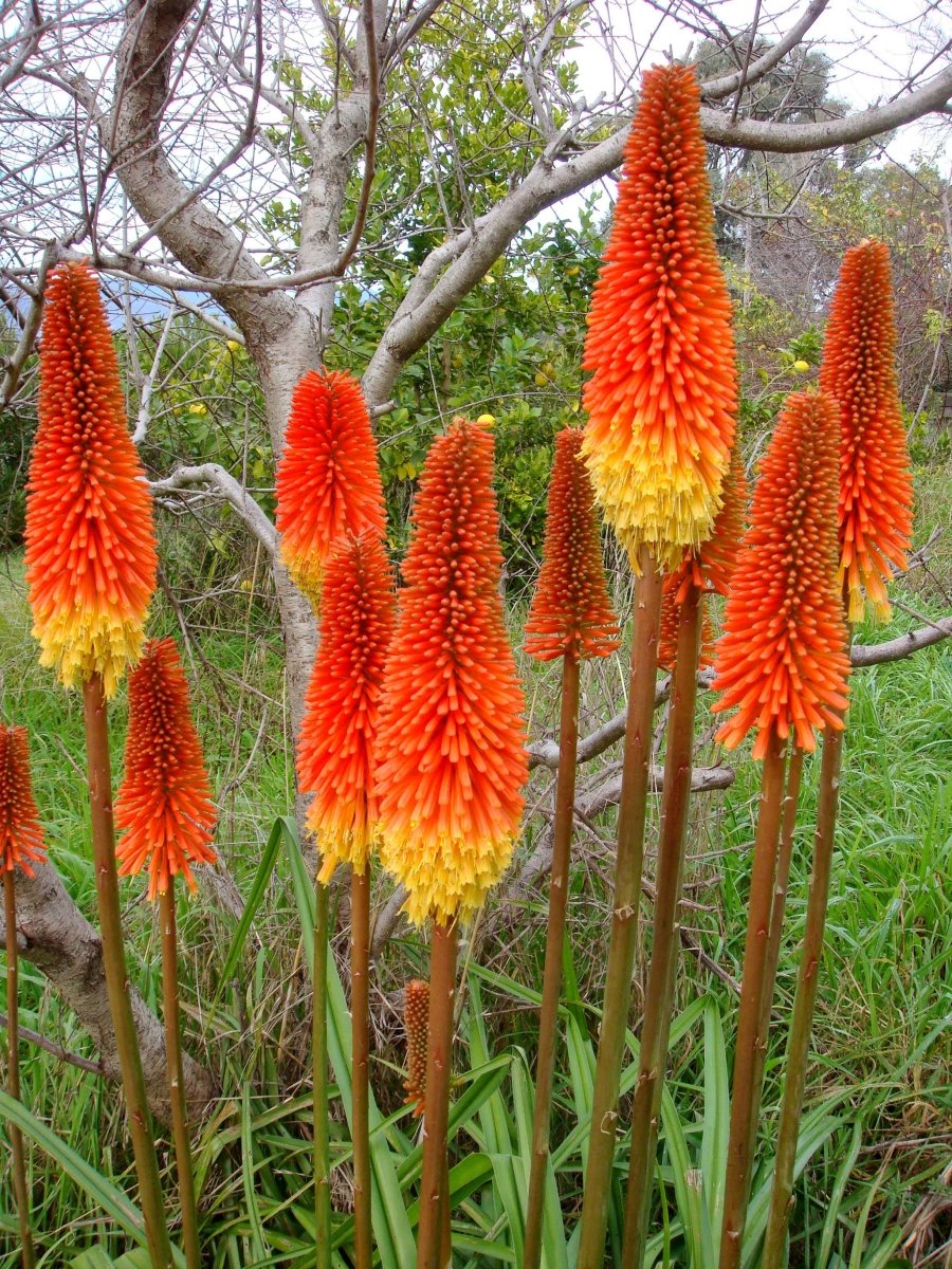 Floarea făcliei - Kniphofia uvaria 'Royal Castle' - DocaPerene