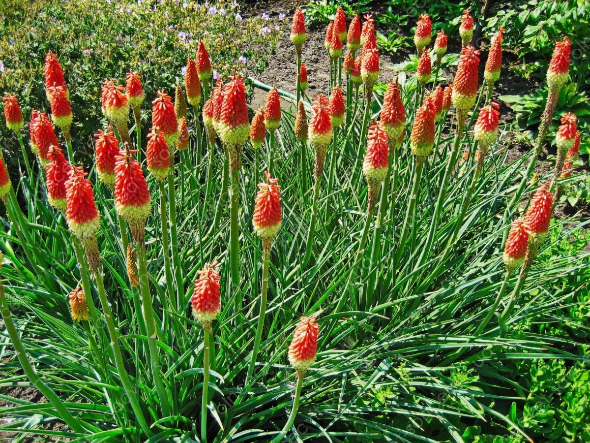 Floarea făcliei - Kniphofia uvaria 'Royal Castle' - DocaPerene