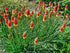 Floarea făcliei - Kniphofia uvaria 'Royal Castle' - DocaPerene