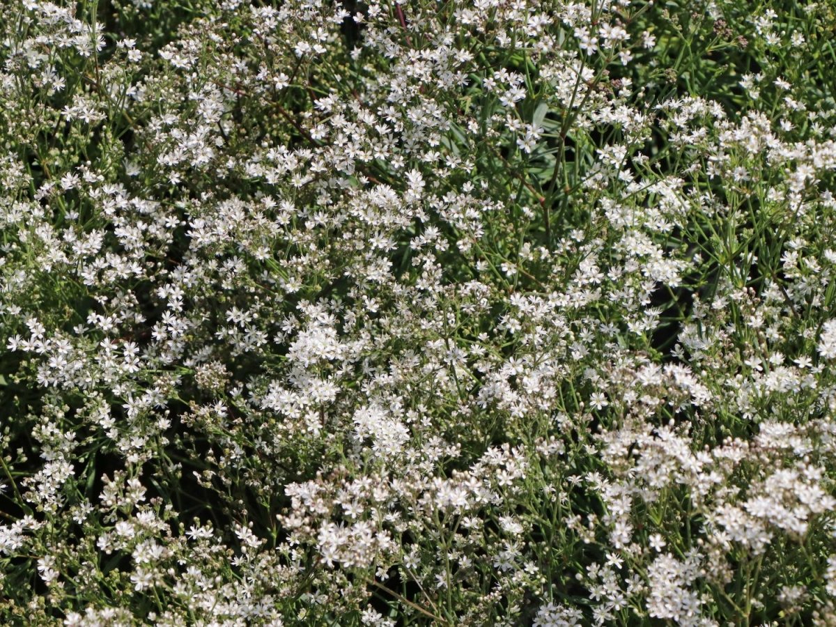 Floarea miresei pitic - Gypsophila Fastigiata Silver - DocaPerene