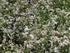 Floarea miresei pitic - Gypsophila Fastigiata Silver - DocaPerene
