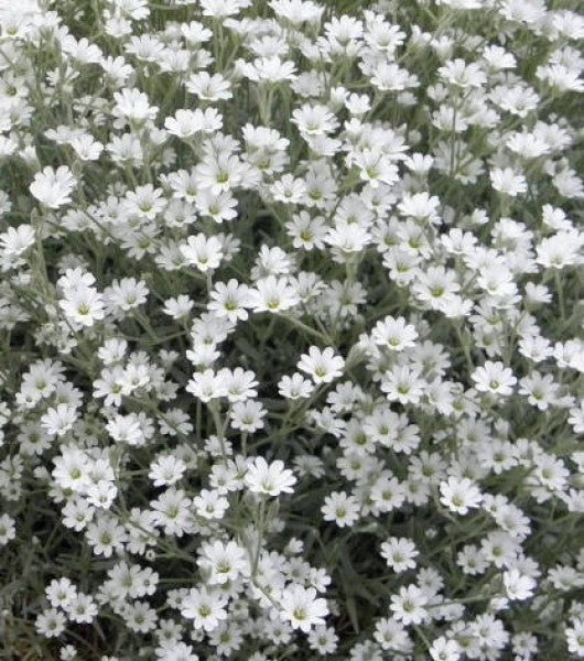 Floarea miresei târâtor - Gypsophila repens Filou White - DocaPerene