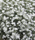Floarea miresei târâtor - Gypsophila repens Filou White - DocaPerene