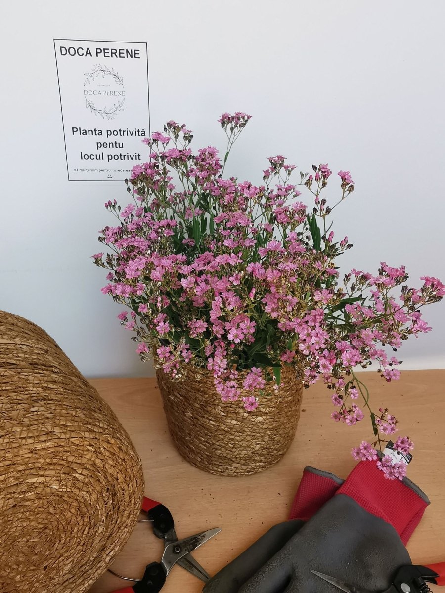 Floarea miresei târâtor - Gypsophilla repens Filou Rose - DocaPerene