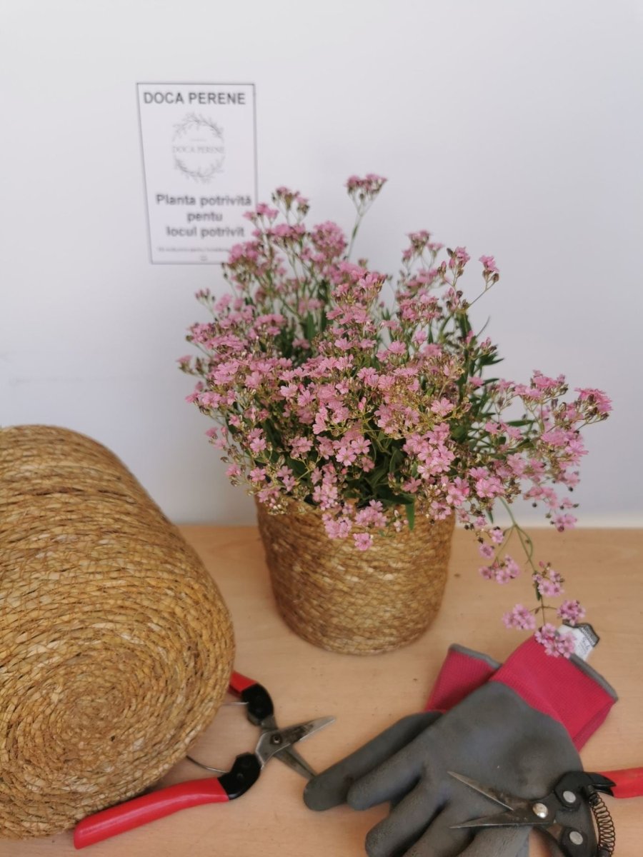 Floarea miresei târâtor - Gypsophilla repens Filou Rose - DocaPerene