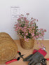 Floarea miresei târâtor - Gypsophilla repens Filou Rose - DocaPerene