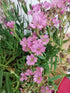 Floarea miresei târâtor - Gypsophilla repens Filou Rose - DocaPerene