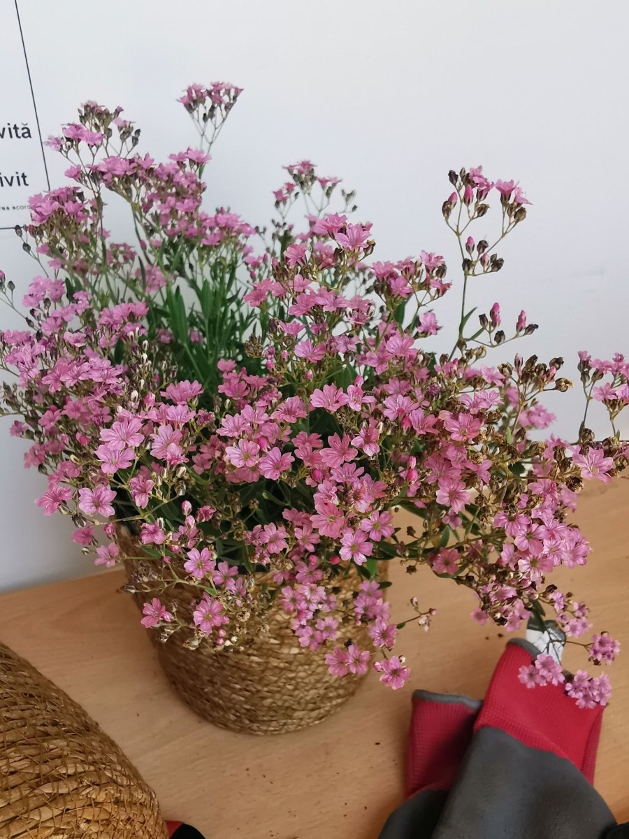 Floarea miresei târâtor - Gypsophilla repens Filou Rose - DocaPerene