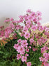 Floarea miresei târâtor - Gypsophilla repens Filou Rose - DocaPerene