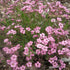 Floarea miresei târâtor - Gypsophilla repens Filou Rose - DocaPerene