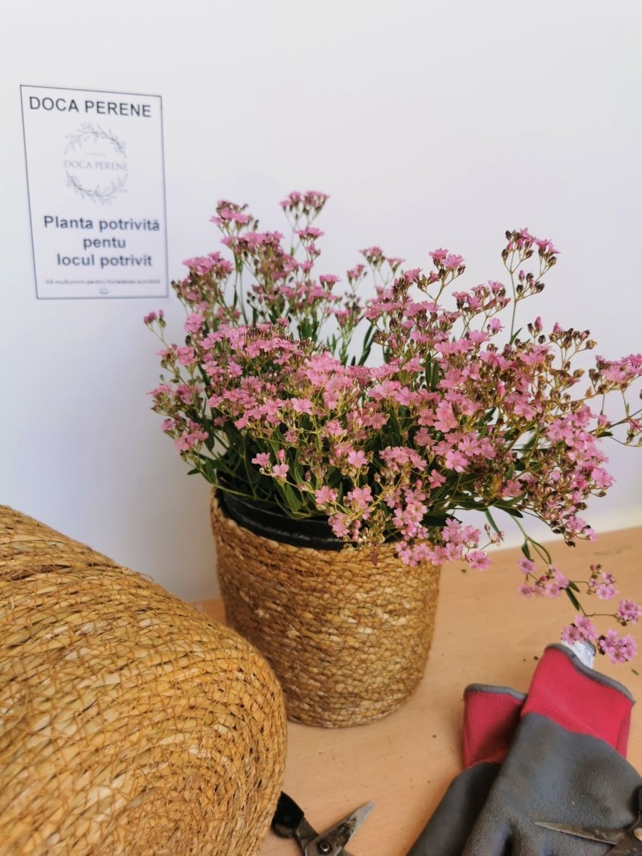 Floarea miresei târâtor - Gypsophilla repens Filou Rose - DocaPerene