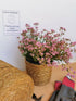 Floarea miresei târâtor - Gypsophilla repens Filou Rose - DocaPerene