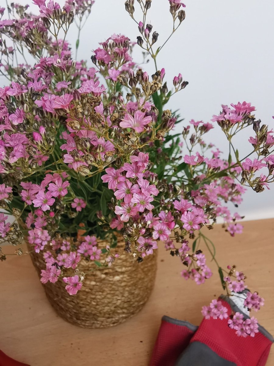 Floarea miresei târâtor - Gypsophilla repens Filou Rose - DocaPerene