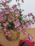 Floarea miresei târâtor - Gypsophilla repens Filou Rose - DocaPerene