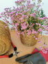 Floarea miresei târâtor - Gypsophilla repens Filou Rose - DocaPerene