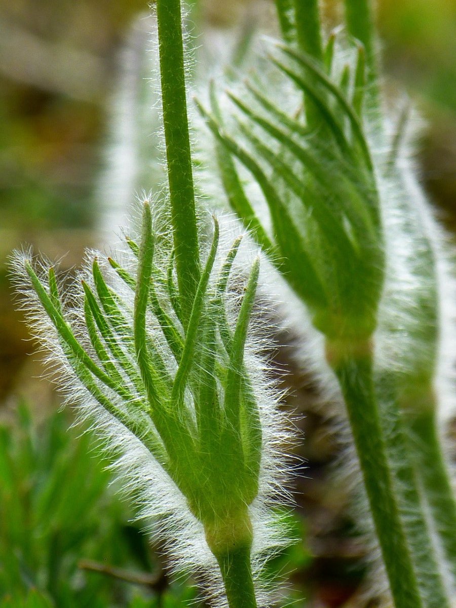 Floarea Paștelui Mix - Pulsatilla Vulgaris - DocaPerene