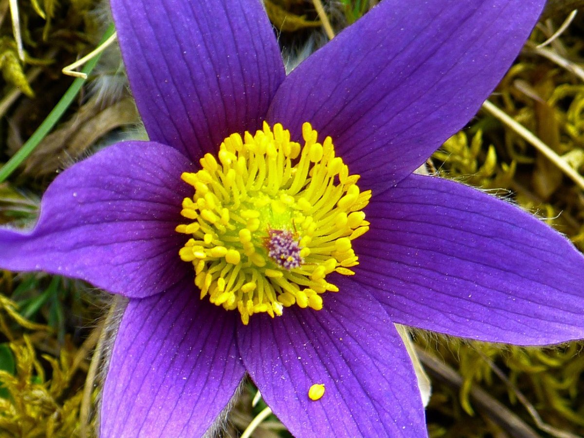 Floarea Paștelui Mix - Pulsatilla Vulgaris - DocaPerene