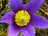 Floarea Paștelui Mix - Pulsatilla Vulgaris - DocaPerene