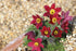 Floarea Paștelui Mix - Pulsatilla Vulgaris - DocaPerene