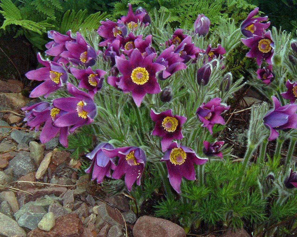 Floarea Paștelui Mix - Pulsatilla Vulgaris - DocaPerene