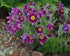 Floarea Paștelui Mix - Pulsatilla Vulgaris - DocaPerene