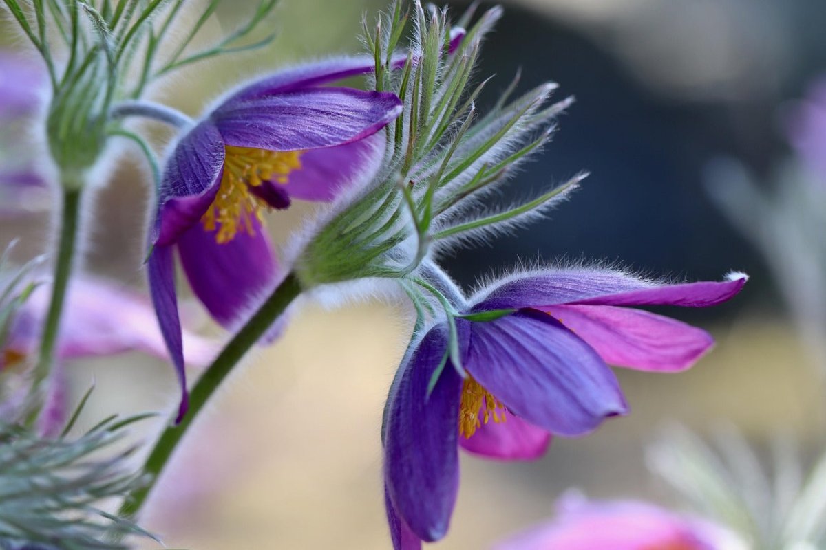 Floarea Paștelui Mix - Pulsatilla Vulgaris - DocaPerene
