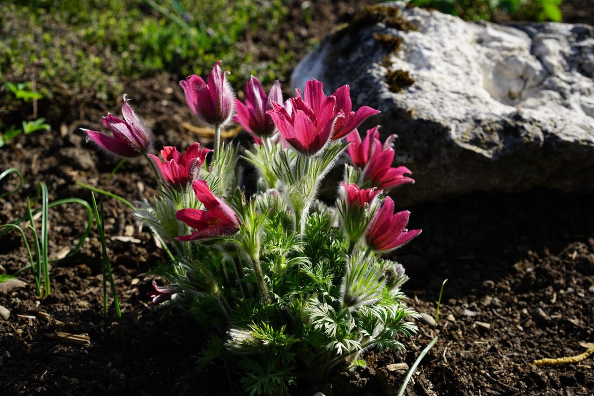 Floarea Paștelui Mix - Pulsatilla Vulgaris - DocaPerene