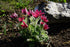 Floarea Paștelui Mix - Pulsatilla Vulgaris - DocaPerene