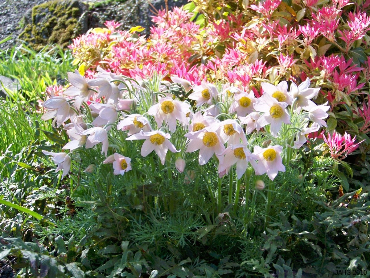 Floarea Paștelui Mix - Pulsatilla Vulgaris - DocaPerene