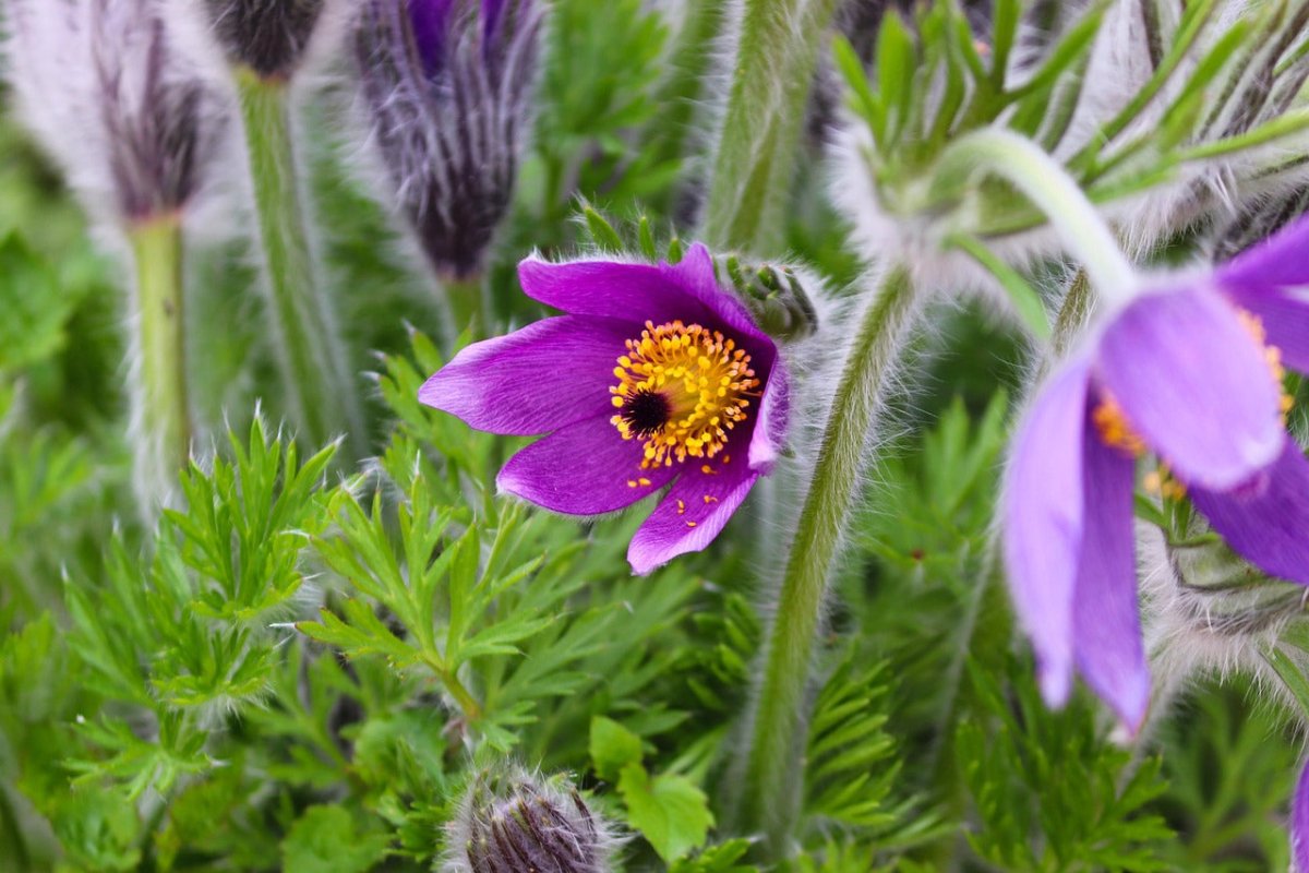 Floarea Paștelui Mix - Pulsatilla Vulgaris - DocaPerene