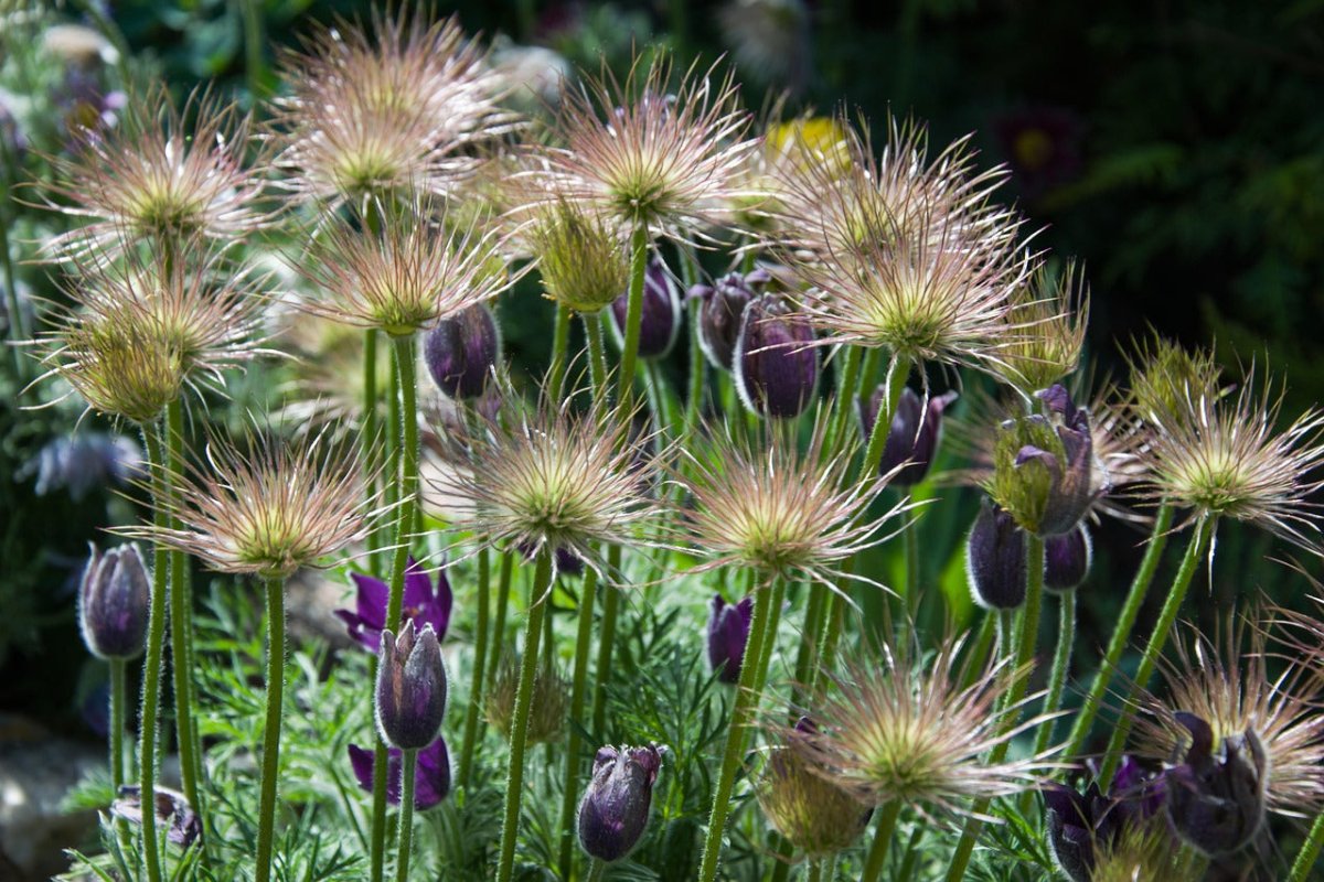 Floarea Paștelui Mix - Pulsatilla Vulgaris - DocaPerene