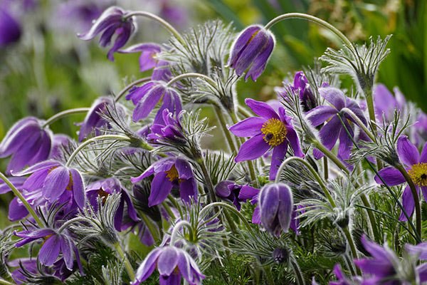 Floarea Paștelui Mix - Pulsatilla Vulgaris - DocaPerene