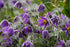 Floarea Paștelui Mix - Pulsatilla Vulgaris - DocaPerene