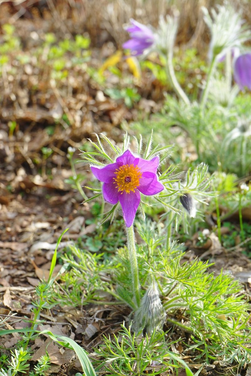 Floarea Paștelui Mix - Pulsatilla Vulgaris - DocaPerene