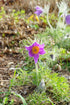 Floarea Paștelui Mix - Pulsatilla Vulgaris - DocaPerene