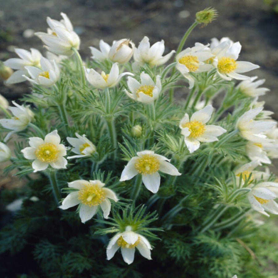 Floarea Paștelui Pulsar White - Pulsatilla Vulgaris Pulsar White - DocaPerene