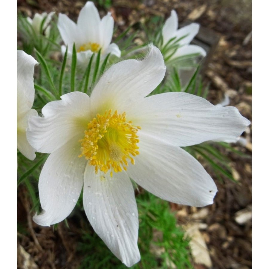 Floarea Paștelui Pulsar White - Pulsatilla Vulgaris Pulsar White - DocaPerene