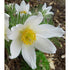 Floarea Paștelui Pulsar White - Pulsatilla Vulgaris Pulsar White - DocaPerene