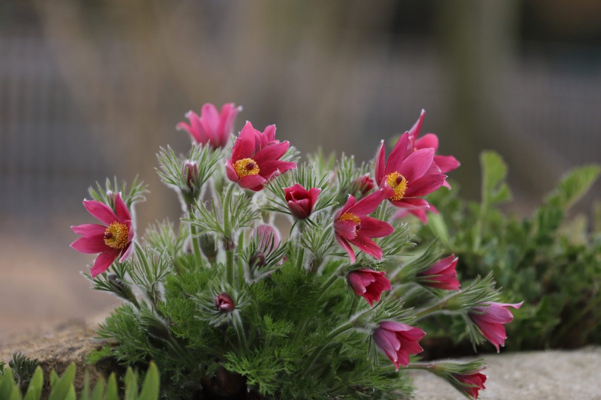 Floarea Paștelui Red Shades - Pulsatilla Vulgaris Pulsar Red Shades - DocaPerene