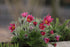 Floarea Paștelui Red Shades - Pulsatilla Vulgaris Pulsar Red Shades - DocaPerene