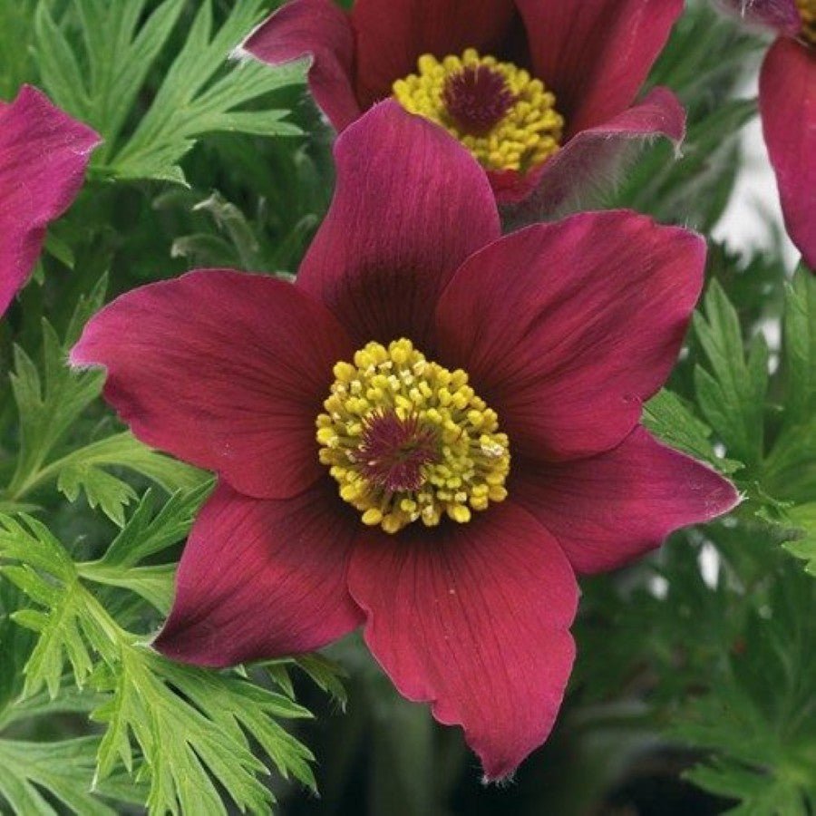 Floarea Paștelui Red Shades - Pulsatilla Vulgaris Pulsar Red Shades - DocaPerene