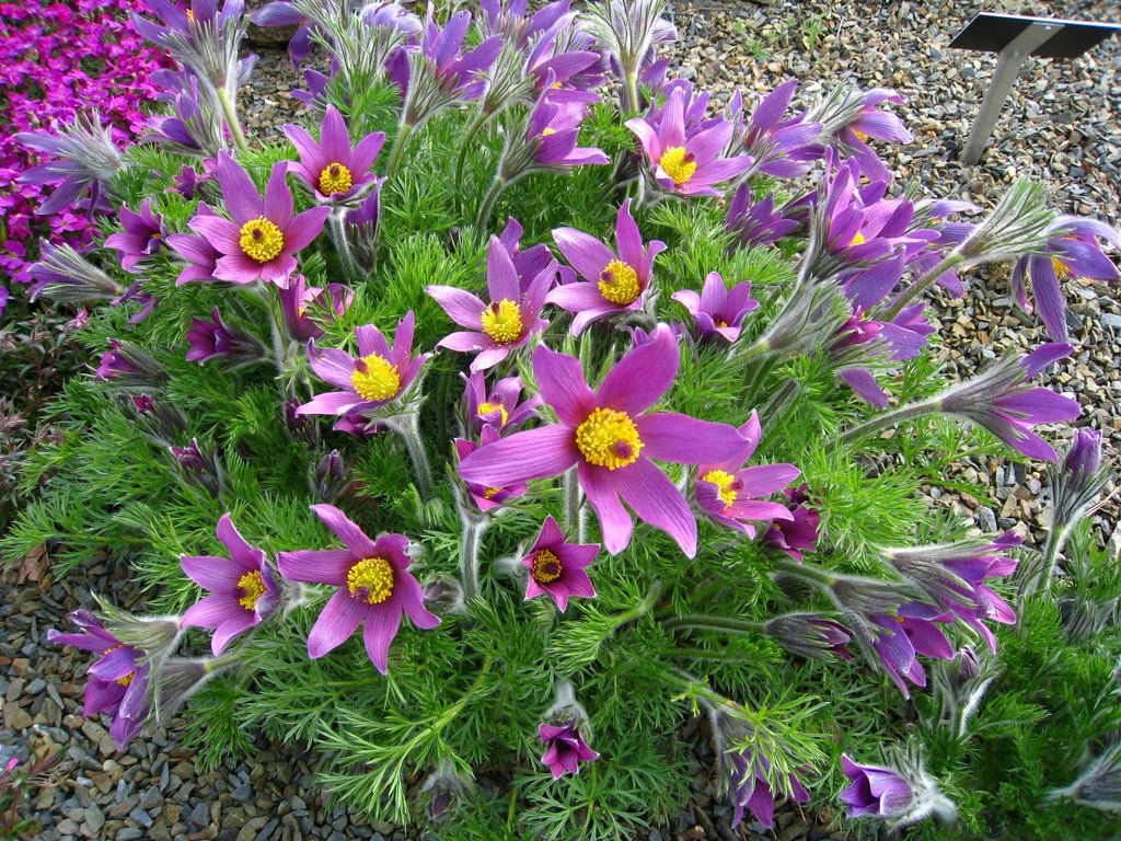 Floarea Paștelui Violet Shades - Pulsatilla Vulgaris Pulsar Violet Shades - DocaPerene